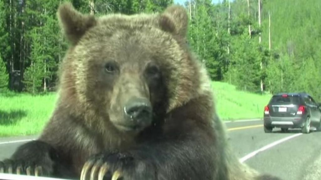 Close encounter with a grizzly bear in Yellowstone Park - BBC News