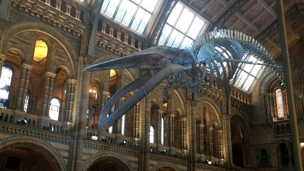 Timelapse of museum's new star attraction