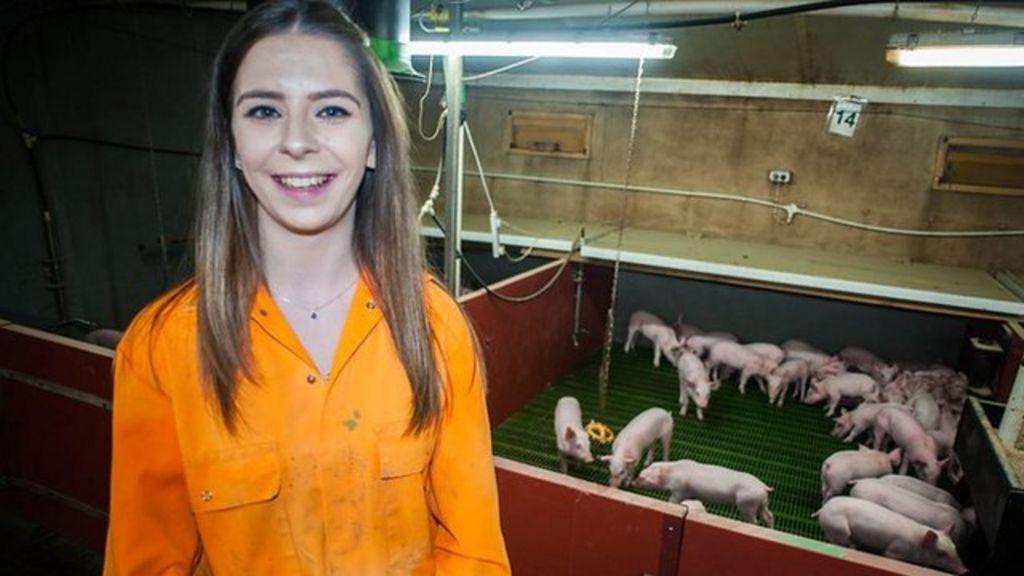 Piglets 'prefer blackcurrant to water', student says