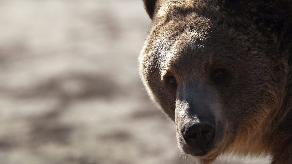 Yellowstone grizzly: Endangered or not?