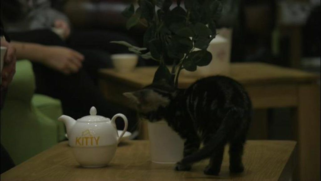 Leeds first cat  cafe  purr fect place for cuppa BBC News
