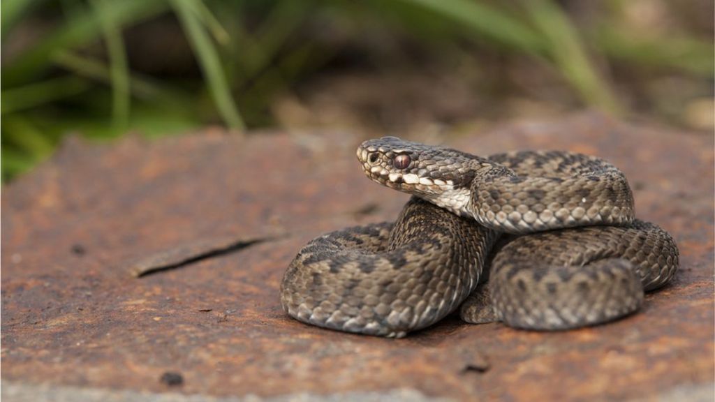 'Several cases' of adder bites in north Wales - BBC News