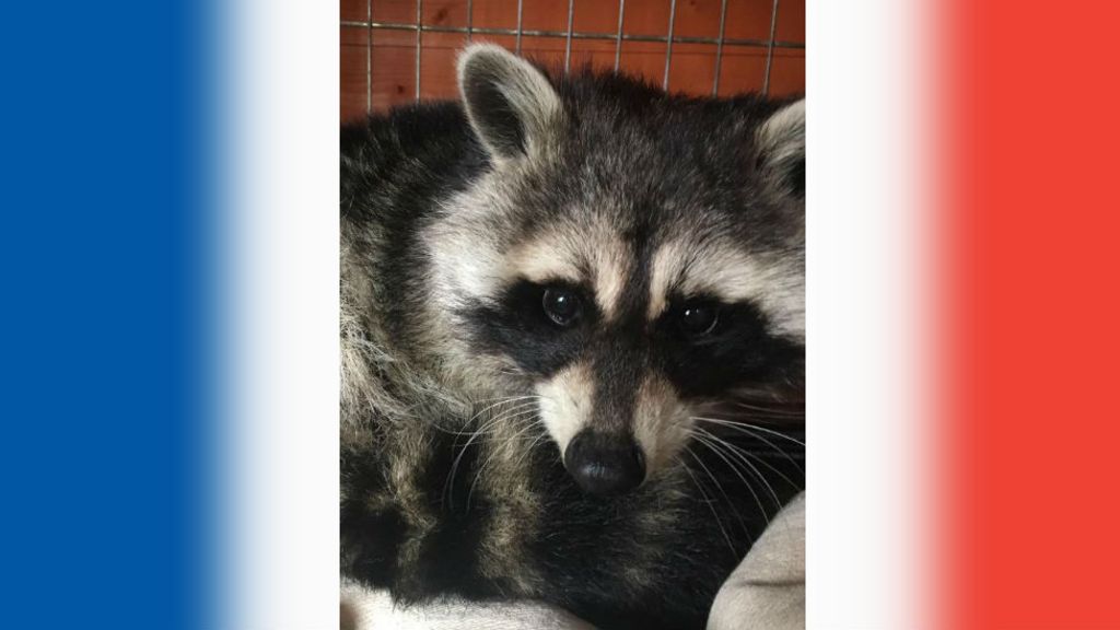 Raccoon rescued from Cambridgeshire roof is French BBC News