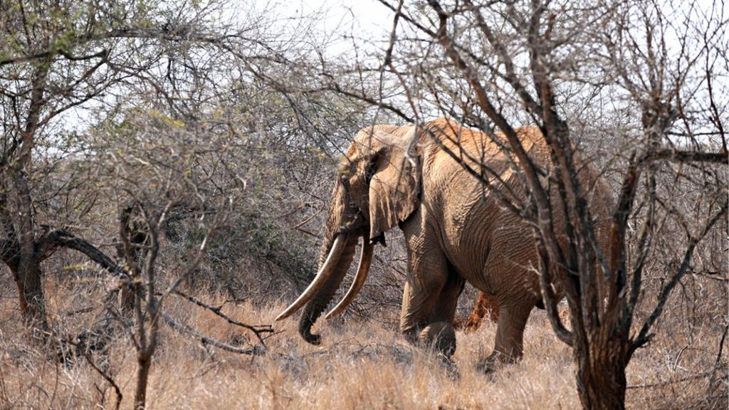 Satao One Of The Last giant Tusker Elephants Killed In Kenya BBC News