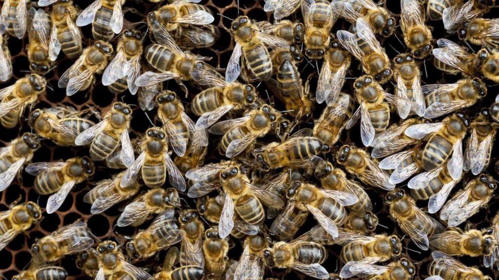 Large-scale study 'shows neonic pesticides harm bees'