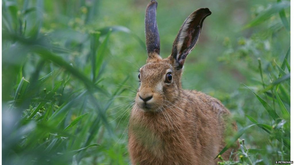 Biomass crop acts as refuge for brown hare - scientists