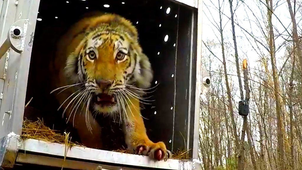 Rare Russian tiger returns to the wild
