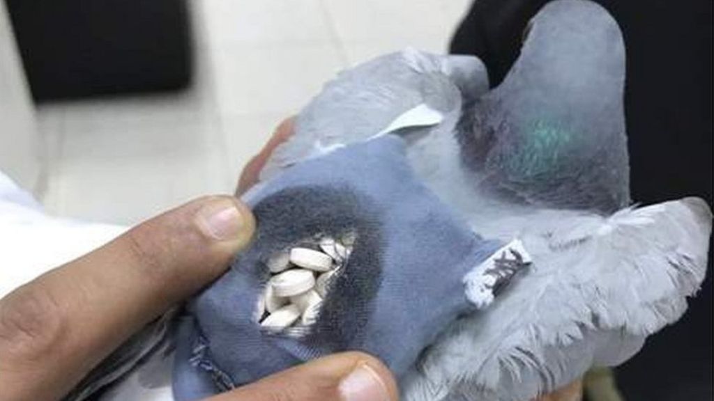 Image result for Customs catches pigeon carrying drugs