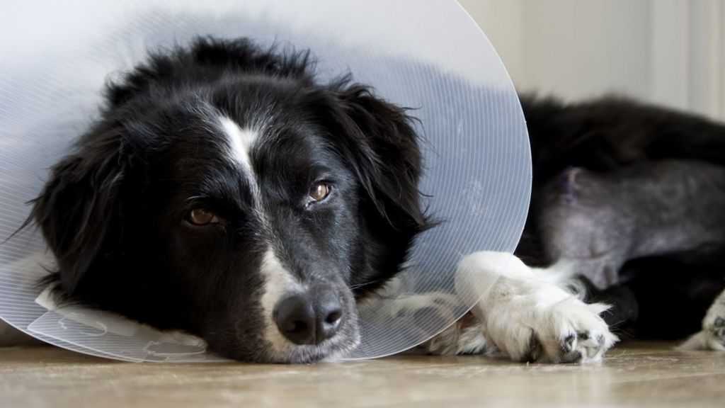 Italian granted sick pay to look after dog