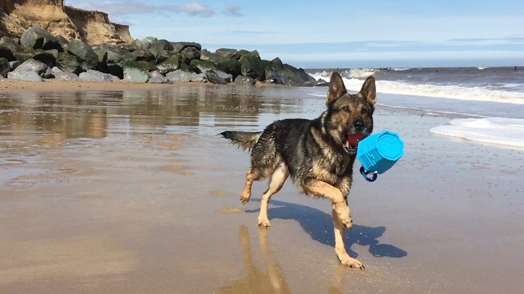 Stabbed ex-police dog makes a splash