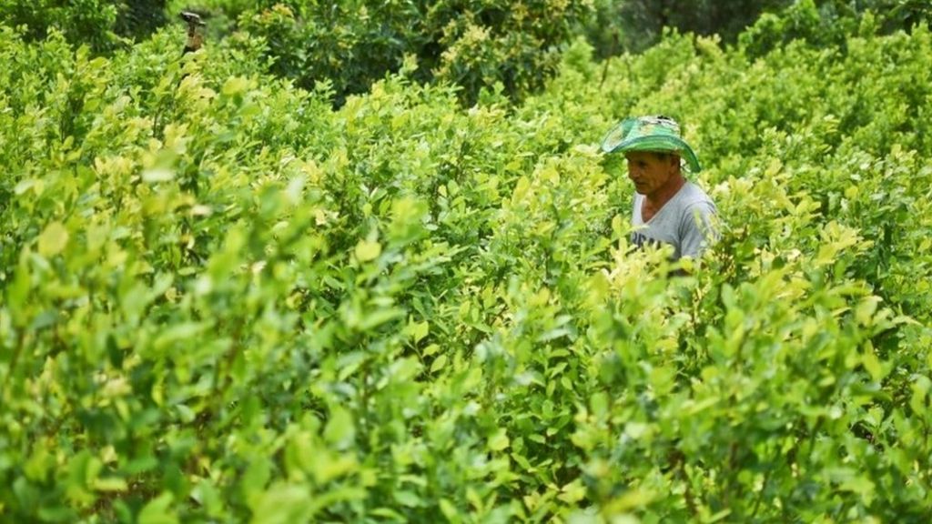 Colombian government and rebels announce cocaine crop plan - BBC News