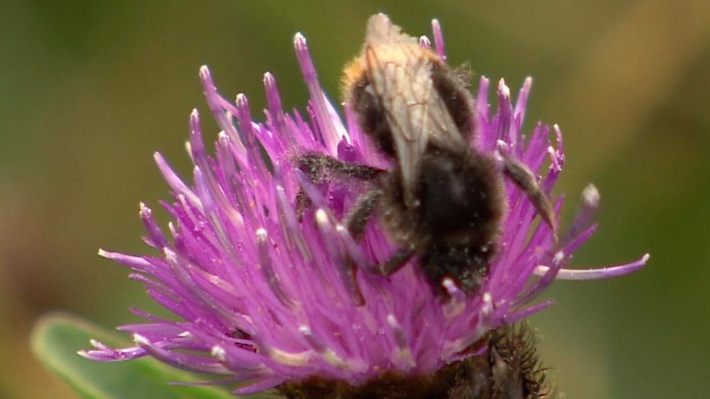 Don't bee alarmed but...