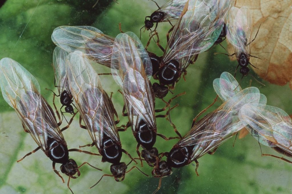 Is there such a thing as 'flying ant day'?