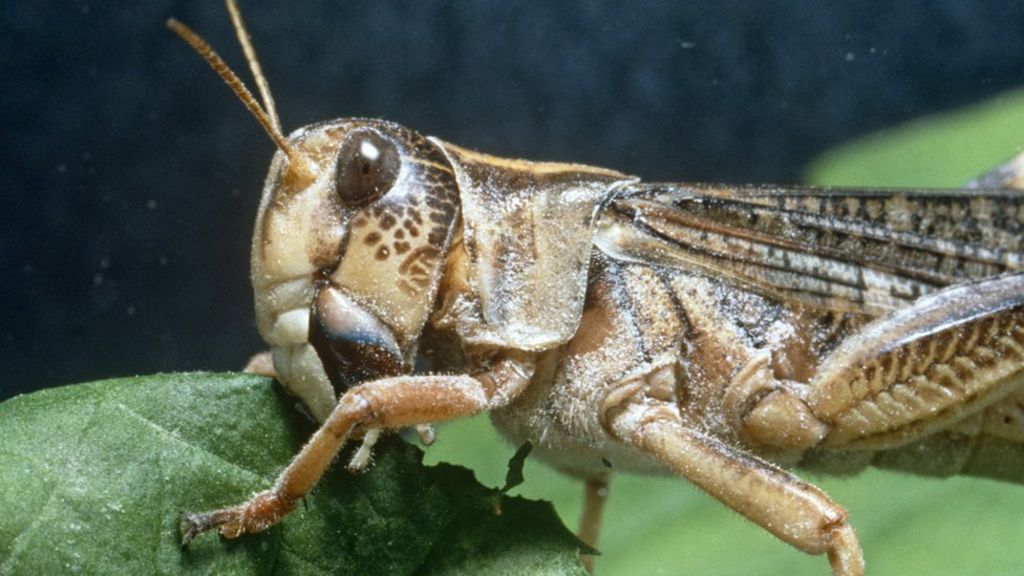 Greece battles locust plague on Agios Efstratios island