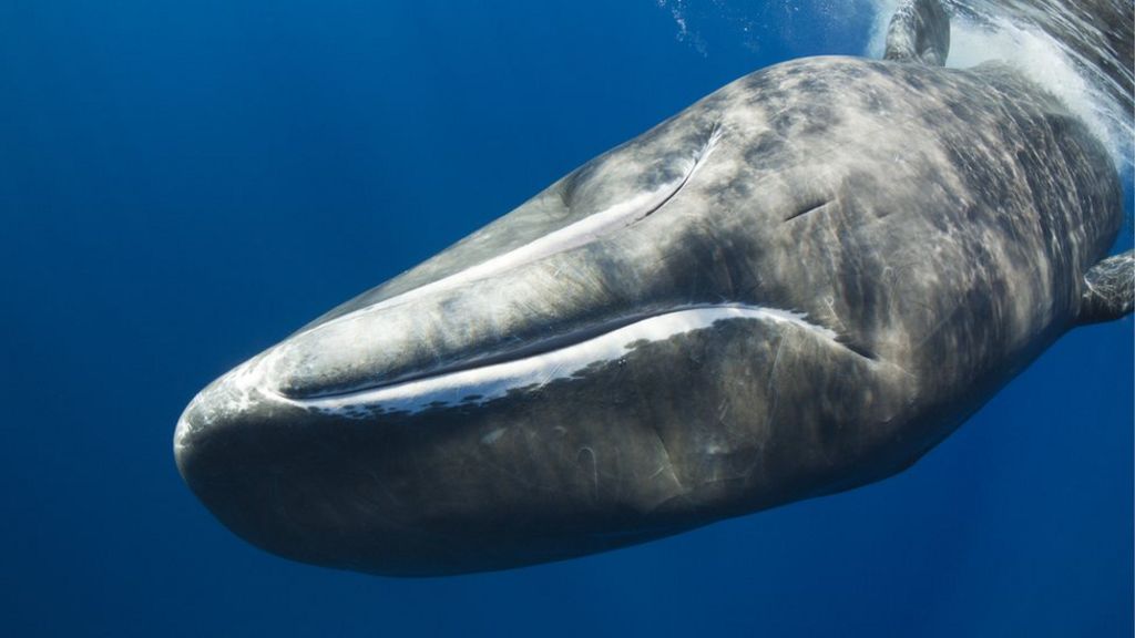 Whale body size warning for species collapses