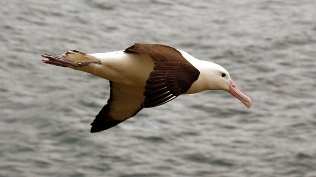 Birdwatching from space