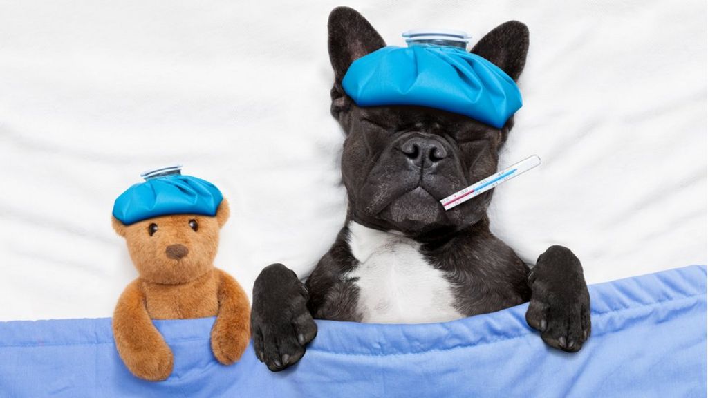 Dogs on Viagra?