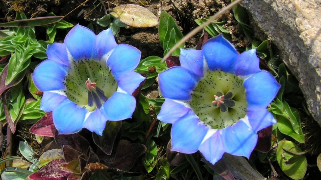 Illegally collected Himalayan plant seeds sold in UK BBC