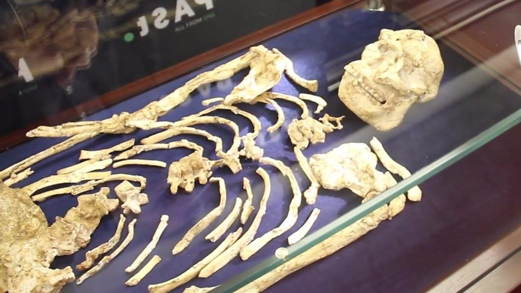 A closer look at '3.67m-year-old' skeleton