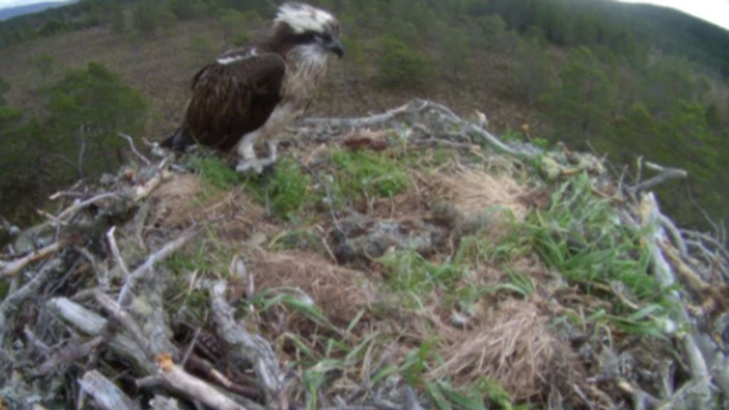 All three chicks at Cairngorms osprey nest die
