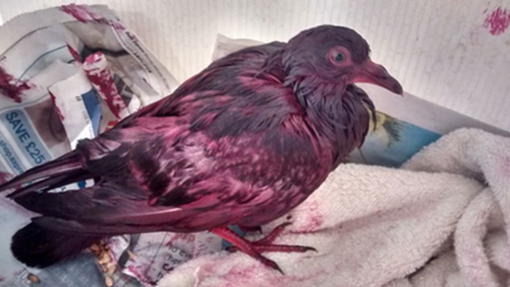 Pink-painted pigeon found at Blackburn car wash