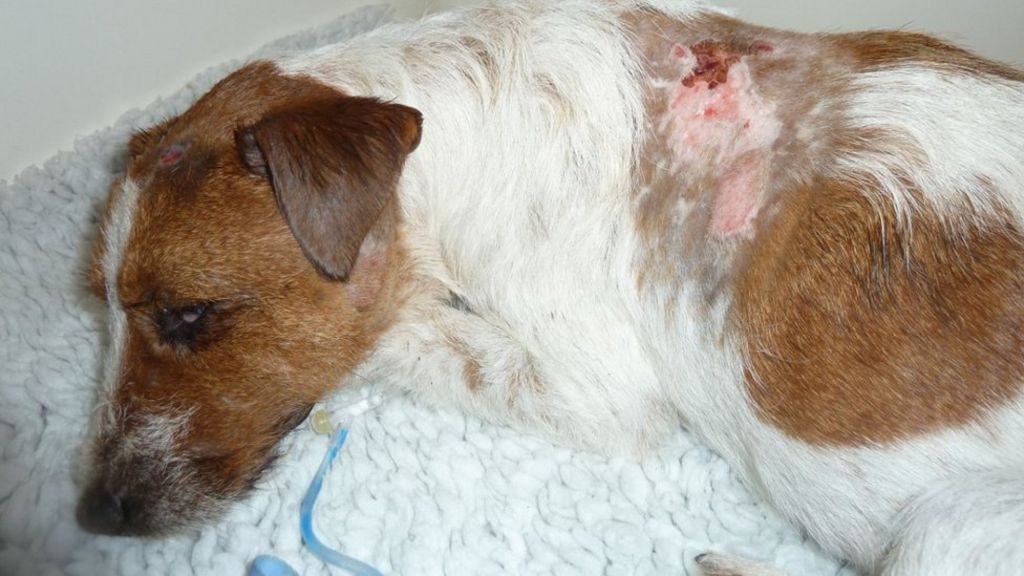 Dog shot in head at point-blank range in Bristol
