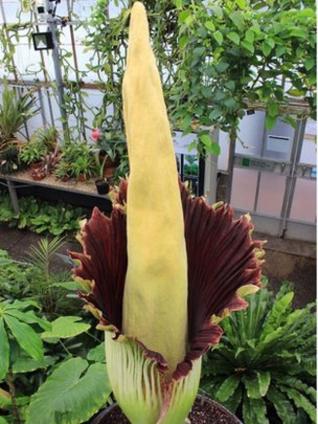 World�s smelliest plant flowers at The Royal Botanic