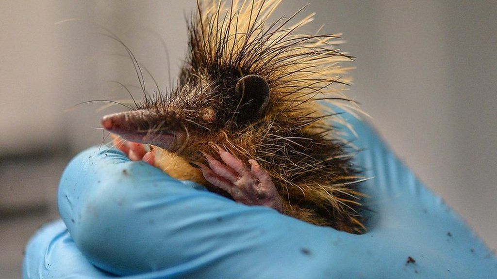Hedgehog-like critters arrive at Chester Zoo