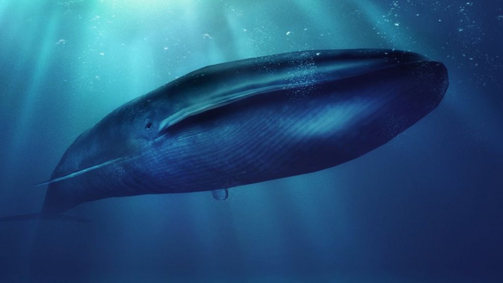 'Blue Whale'