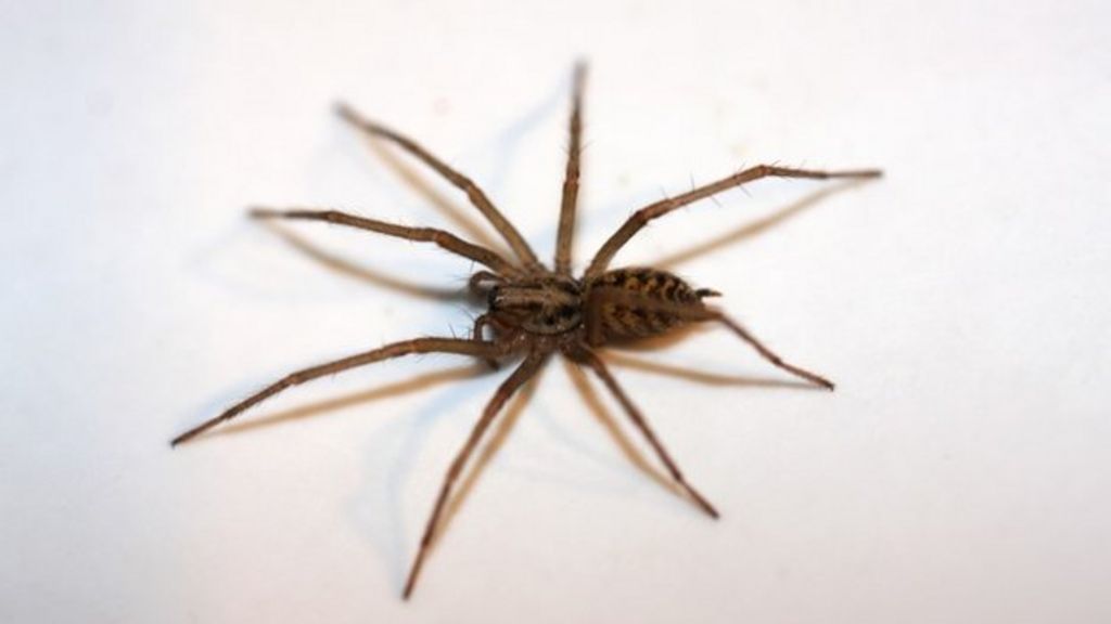 Giant house spiders moving indoors after wet UK summer - BBC News