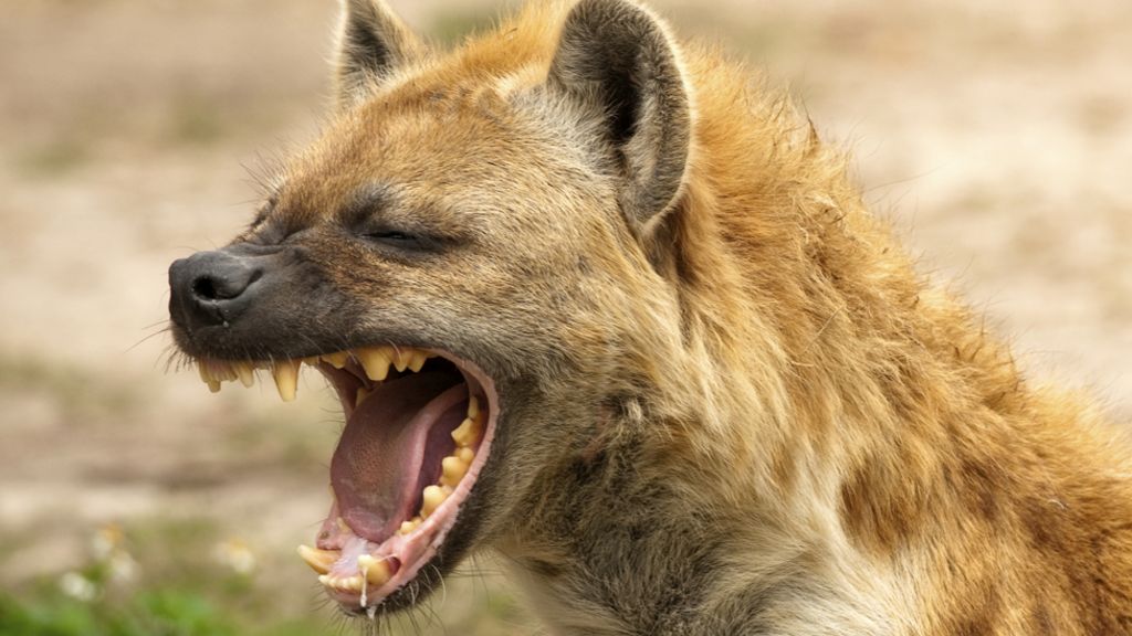 Running With The Hyenas Of Addis Ababa Bbc News 