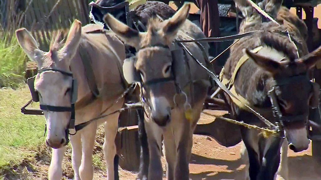 Donkeys in Africa under threat as demand for hides grows