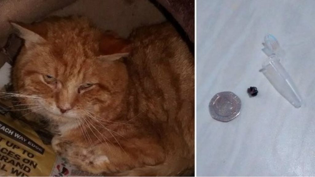 Accrington cat shooting 'may be linked' to Oswaldtwistle attack