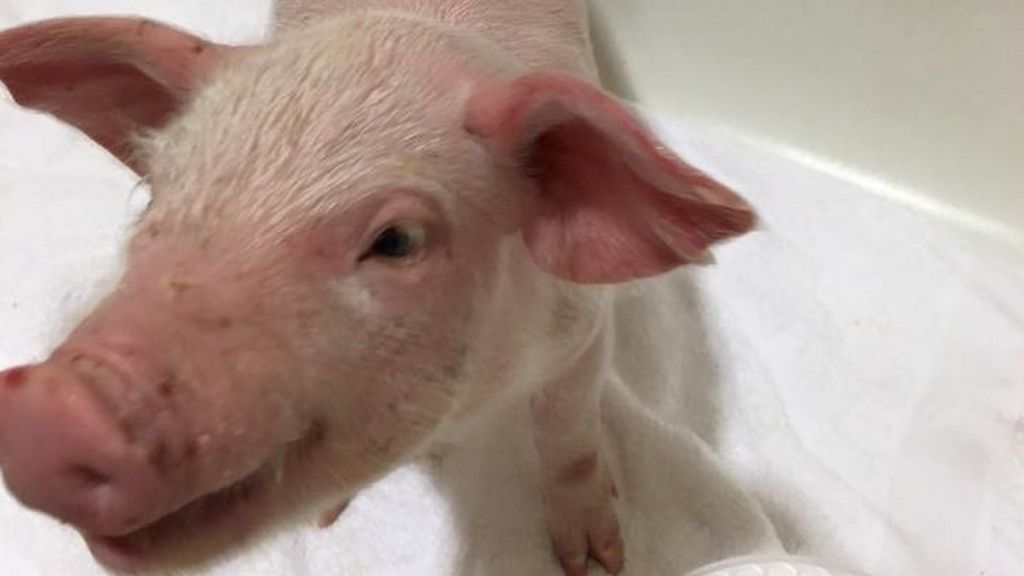 US blizzard 2016: Family saves freezing piglet from snow - BBC News