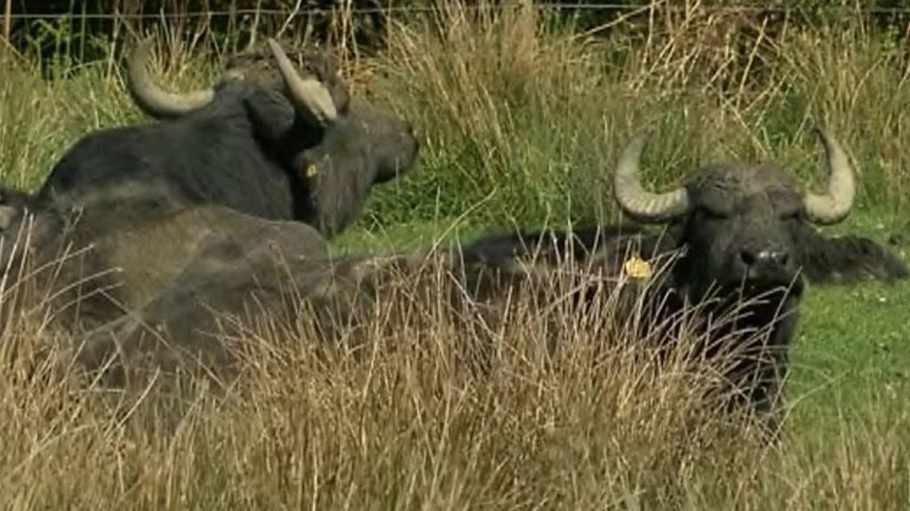 Water buffalo to help manage Teifi marshes habitat BBC News
