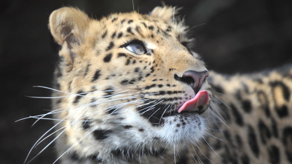 Amur leopards will be off-show to visitors at Scottish park
