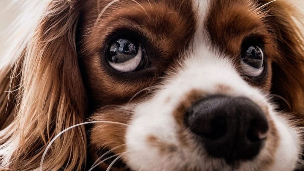 Puppy dog eyes are for human benefit, say scientists BBC News