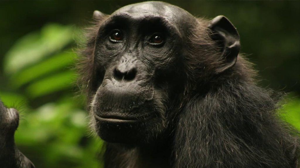 How the presence of humans can affect chimp hunting habits