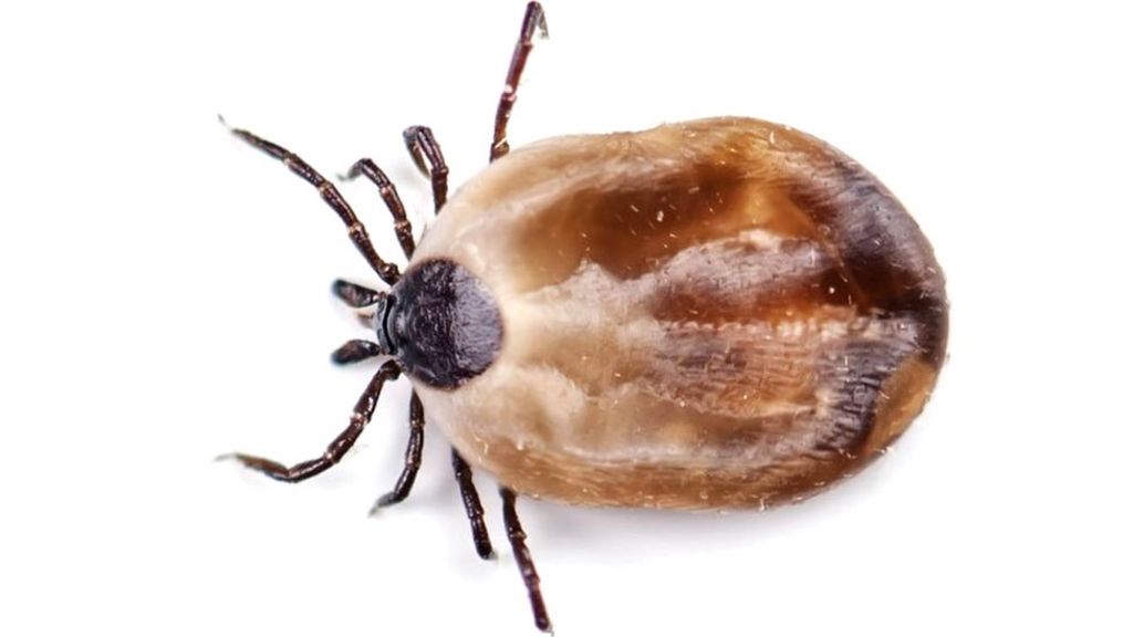 Japanese woman dies from tick disease after cat bite - BBC News