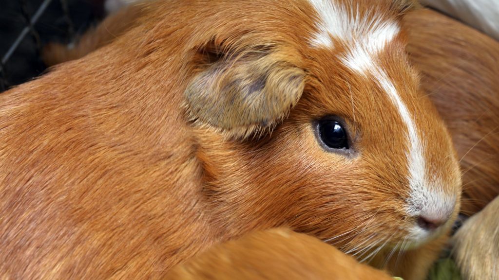 Guinea pigs A popular Peruvian delicacy BBC News