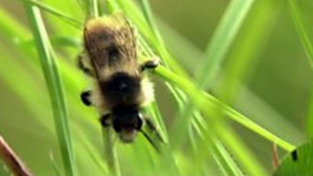 Iolo Williams brands M4 relief road plan 'a joke'