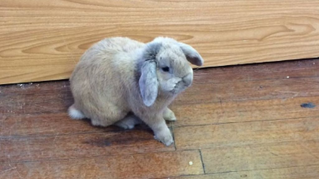 Rogue rabbit ends up in Manchester polling station