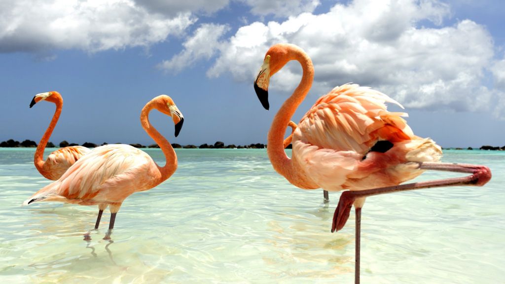 Flamingo balancing act saves energy