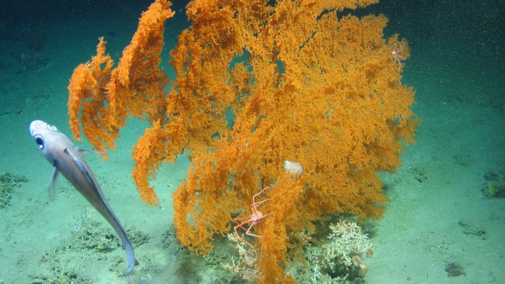 Four coral reefs discovered in Atlantic Ocean - BBC News