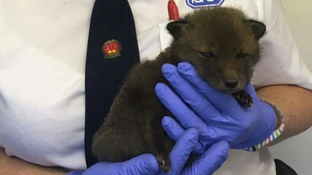 Burnt fox cub rescued after deliberate Mountain Ash fire