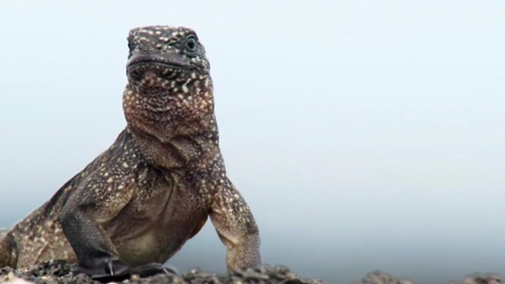 Iguana chase wins Bafta for Planet Earth II