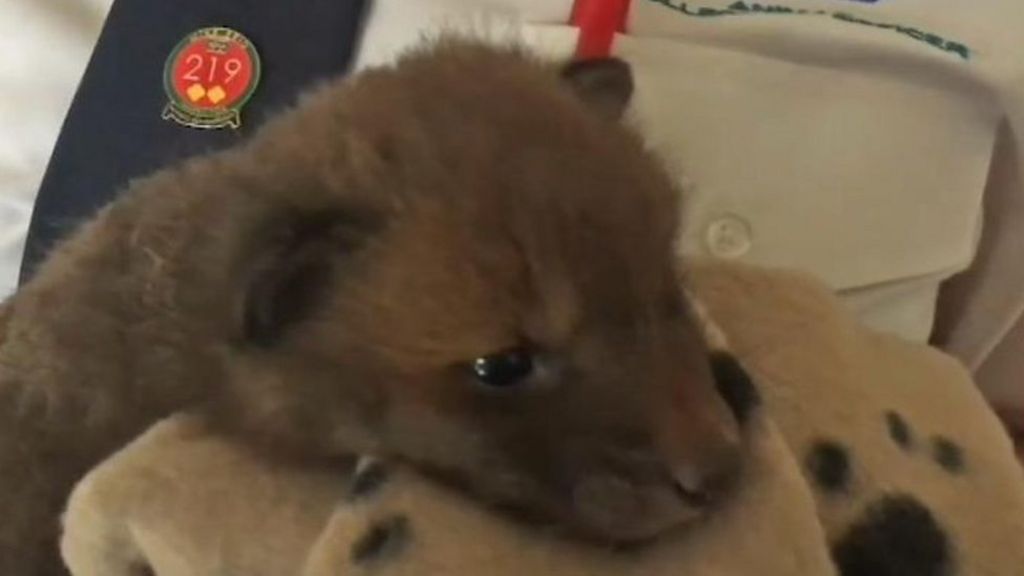 Burnt fox cub rescued after grass fire in Mountain Ash