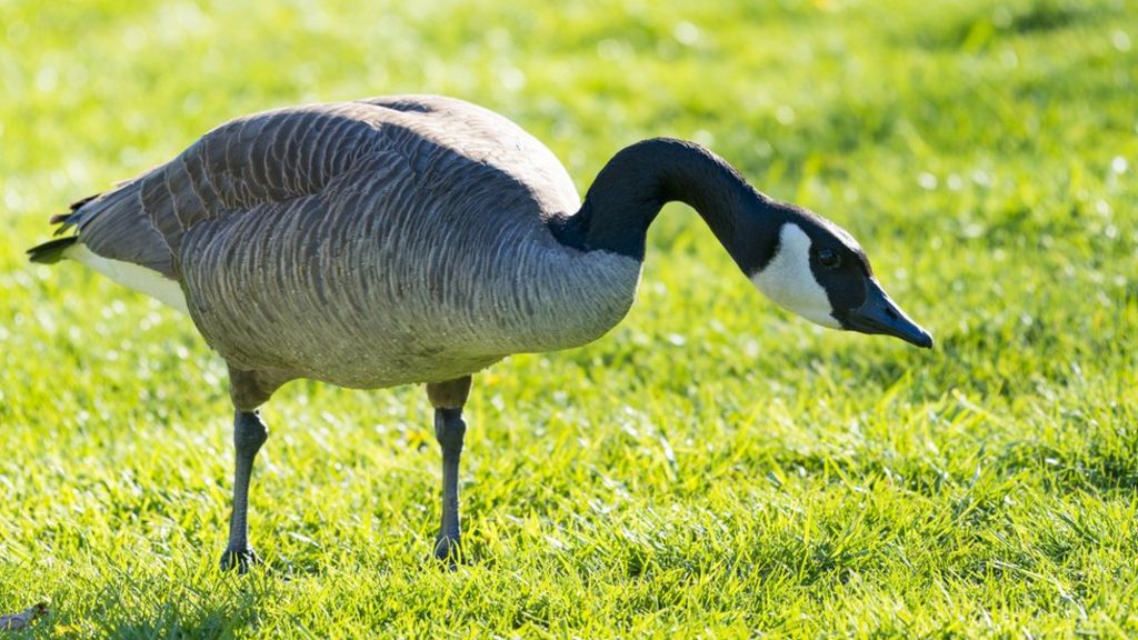 Laser technology fights unwanted geese in Canada BBC News