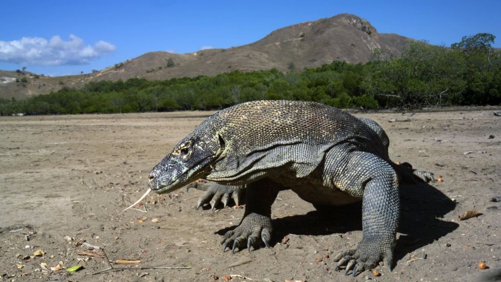 Is Komodo dragon blood the key to new antibiotics?