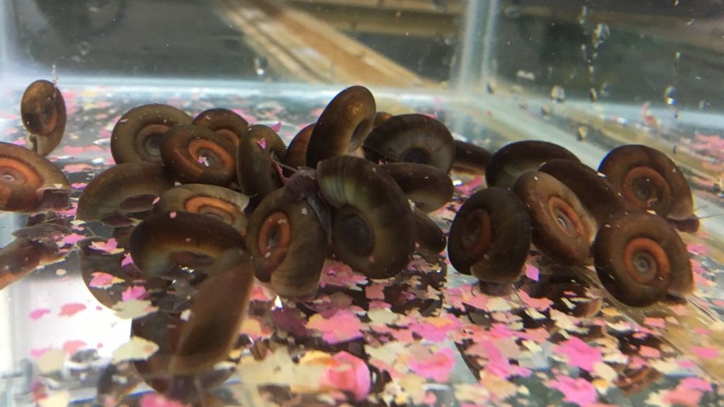 Snail's DNA secrets unlocked in fight against river disease